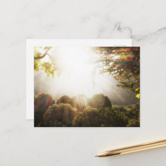 Sunlit Serene Forest Meadow Postcard