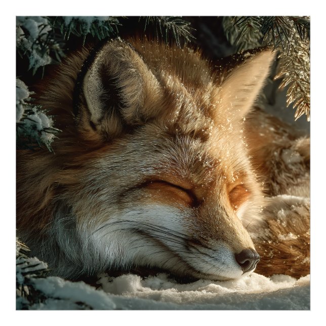 Sunlit Snow Fox Rest Photo Print (Front)
