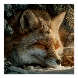 Sunlit Snow Fox Rest Poster