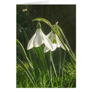Sunlit Snowdrops Card