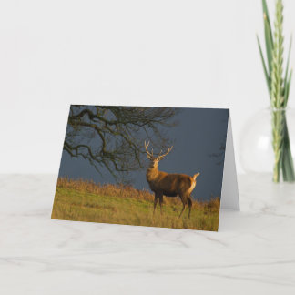 Sunlit Stag Greetings Card