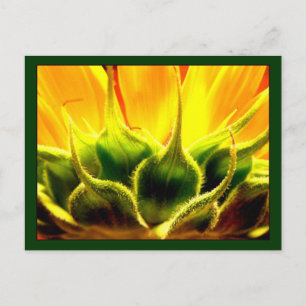Sunlit Sunflower Postcard