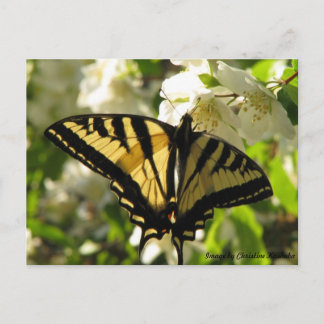 Sunlit Swallowtail on Mock Orange Postcard