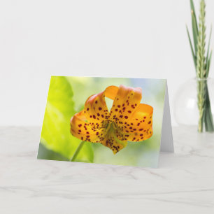 Sunlit Tiger Lily Blank Greeting Card