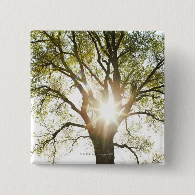 Sunlit Tree 15 Cm Square Badge (Front)