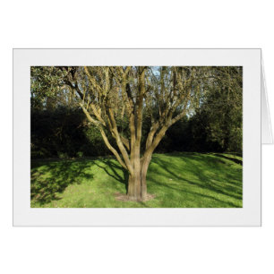 Sunlit Tree (Bordered)