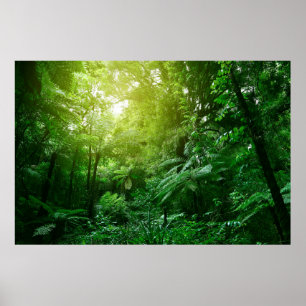 Sunlit tree canopy in tropical jungle  poster