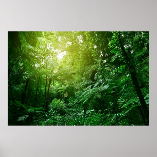 Sunlit tree canopy in tropical jungle  poster (Front)