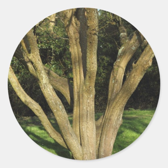 Sunlit Tree Classic Round Sticker (Front)