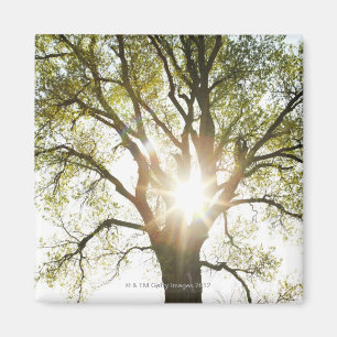 Sunlit Tree Magnet