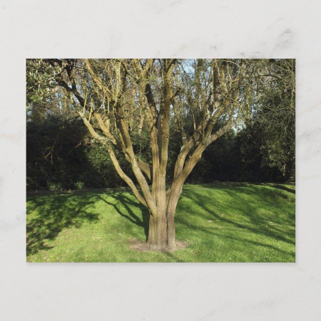Sunlit Tree Postcard (Front)