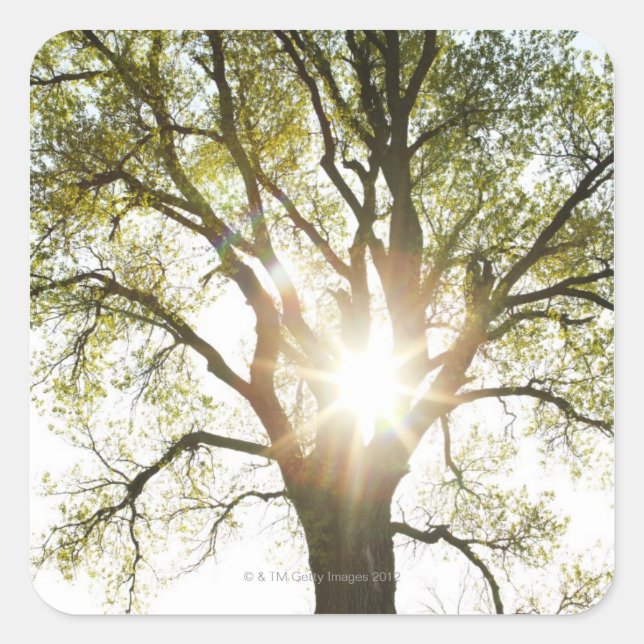 Sunlit Tree Square Sticker (Front)
