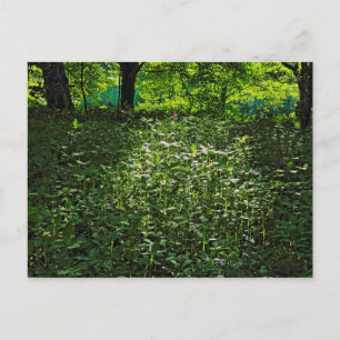 Sunlit Undergrowth.  Blackweir Woods, Cardiff Postcard