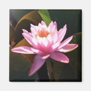 Sunlit Waterlily Pink Floral Water Garden Magnet