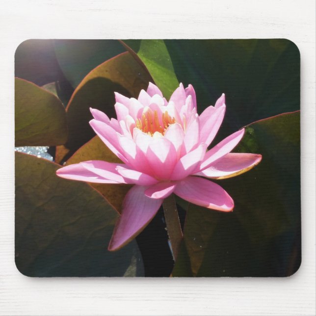 Sunlit Waterlily Pink Floral Water Garden Mouse Pad (Front)