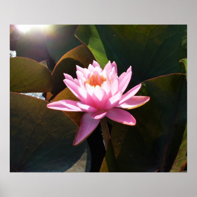Sunlit Waterlily Pink Floral Water Garden Poster (Front)