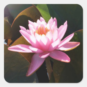 Sunlit Waterlily Pink Floral Water Garden Square Sticker