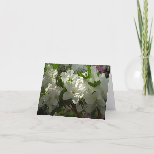 Sunlit White Azaleas Beautiful Spring Flowers Note Card (Front)