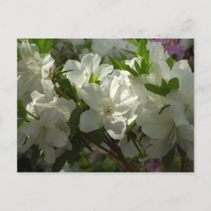 Sunlit White Azaleas Beautiful Spring Flowers Postcard