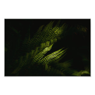 Sunlit woodland ferns (6160)  poster