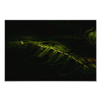 Sunlit woodland ferns (6167)  photo print