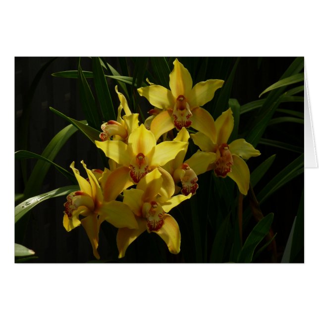 Sunlit Yellow Orchids Floral (Front Horizontal)