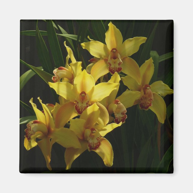 Sunlit Yellow Orchids Floral Magnet (Front)