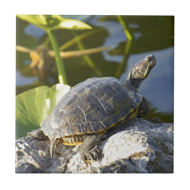 Sunning Ceramic Tile (Front)