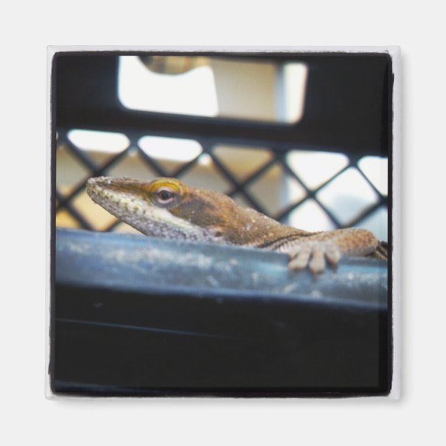 Sunning Green Anole Lizard Photo Magnet (Front)