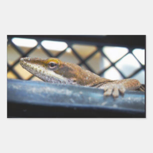 Sunning Green Anole Lizard Photo Rectangular Sticker