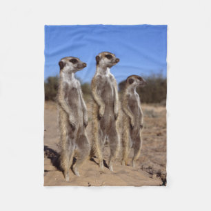 Sunning Meerkats Fleece Blanket