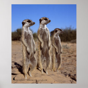Sunning meerkats - Poster
