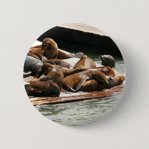 Sunning Sea Lions in San Francisco 6 Cm Round Badge