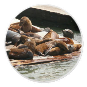 Sunning Sea Lions in San Francisco Ceramic Knob