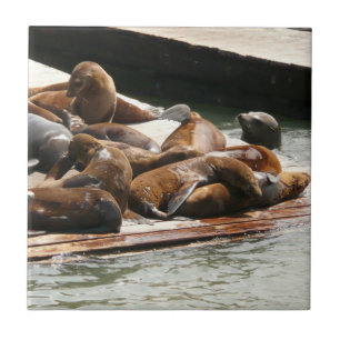 Sunning Sea Lions in San Francisco Ceramic Tile