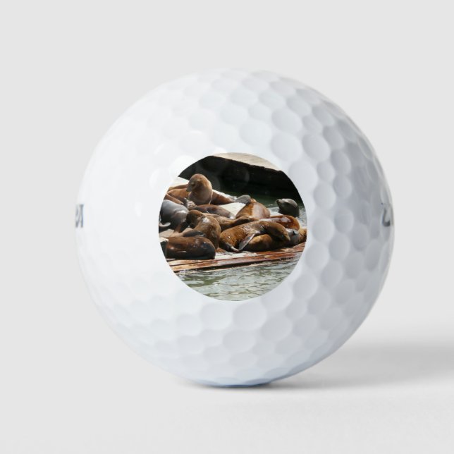 Sunning Sea Lions in San Francisco Golf Balls (Front)