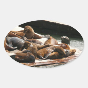 Sunning Sea Lions in San Francisco Oval Sticker