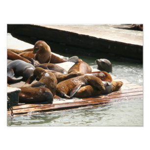 Sunning Sea Lions in San Francisco Photo Print