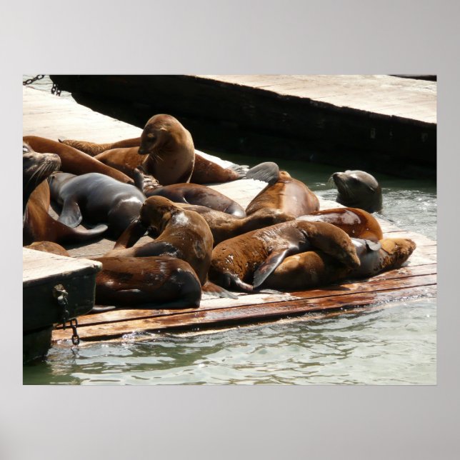 Sunning Sea Lions in San Francisco Poster (Front)