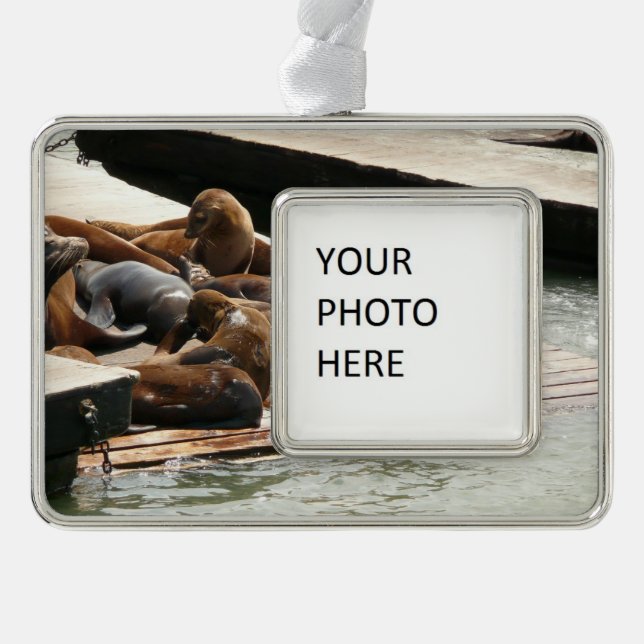 Sunning Sea Lions in San Francisco Silver Plated Framed Ornament (Front)