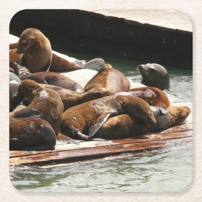 Sunning Sea Lions in San Francisco Square Paper Coaster (Front)