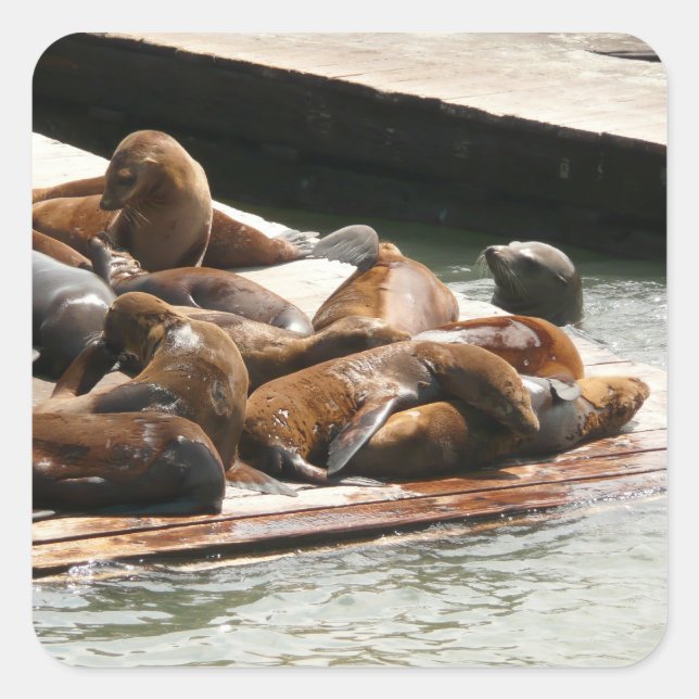 Sunning Sea Lions in San Francisco Square Sticker (Front)