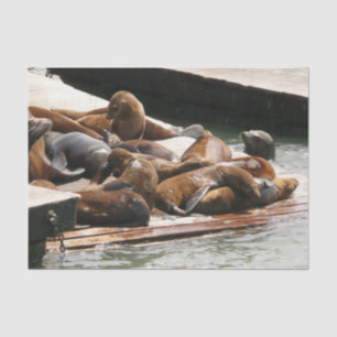 Sunning Sea Lions in San Francisco Tissue Paper