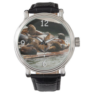 Sunning Sea Lions in San Francisco Watch