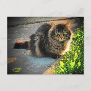 Sunny and Cold Kitty Cat Postcard