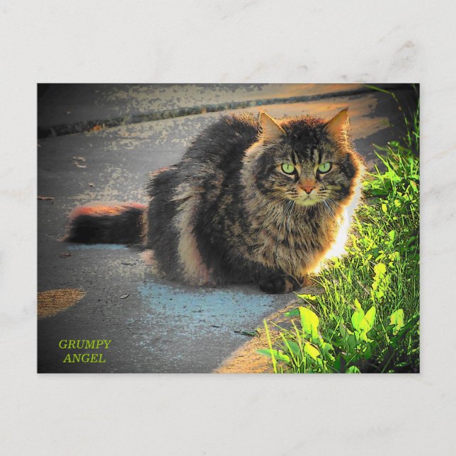 Sunny and Cold Kitty Cat Postcard (Front)