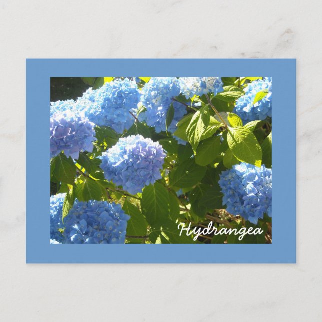 Sunny Blue Hydrangea Postcard (Front)