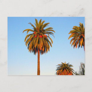 Sunny California Palm Trees Postcard