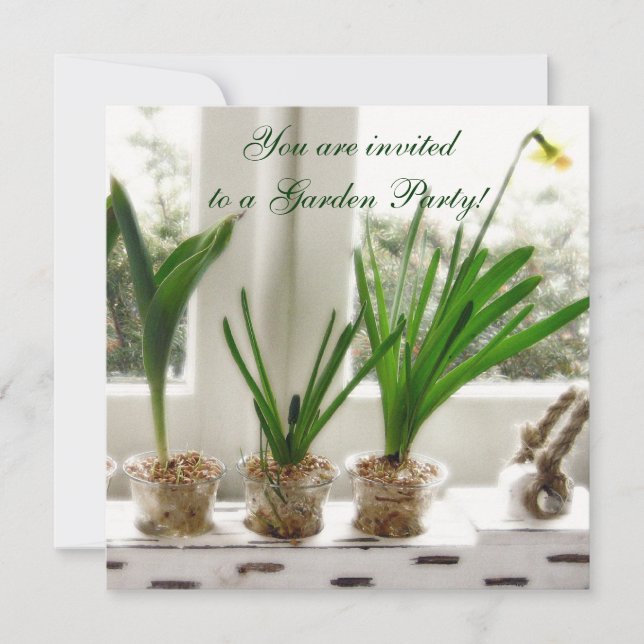Sunny Daffodils in window Invitation (Front)