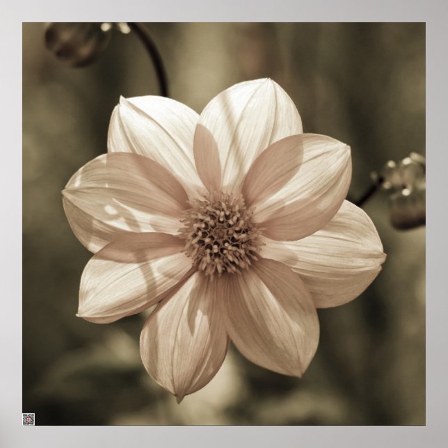 Sunny Dahlia Poster (Front)